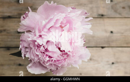 Pivoine rose sur bois Banque D'Images
