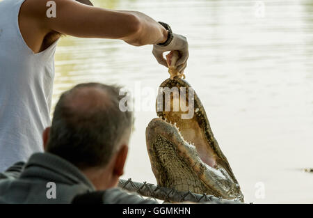 L'alimentation de nombreux alligators affamés, en Floride. Everglades. Banque D'Images