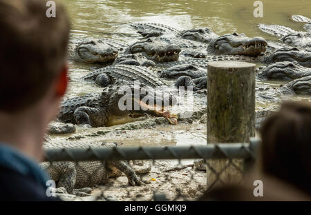 L'alimentation de nombreux alligators affamés, en Floride. Everglades. Banque D'Images