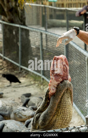 L'alimentation de nombreux alligators affamés, en Floride. Everglades. Banque D'Images