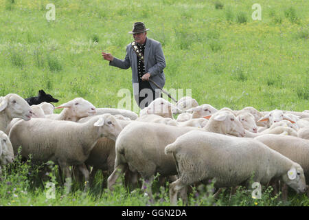 Luther, en Allemagne. Le 06 août, 2016. Berger maître Gerd Koessler tend un troupeau de moutons à la 25e journée des bergers de Thuringe en Allemagne, Luther, 06 août 2016. Lors de la journée de compétition, le champion de l'état dans 'tendance' moutons avec être décidé à partir de cinq participants. Ce genre de compétition professionnelle a été maintenue en Allemagne depuis plus de 100 ans. Photo : BODO SCHAKOW/dpa/Alamy Live News Banque D'Images