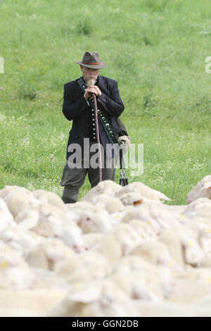 Luther, en Allemagne. Le 06 août, 2016. Christian Berger maître Frebel tend un troupeau de moutons à la 25e journée des bergers de Thuringe en Allemagne, Luther, 06 août 2016. Lors de la journée de compétition, le champion de l'état dans 'tendance' moutons avec être décidé à partir de cinq participants. Ce genre de compétition professionnelle a été maintenue en Allemagne depuis plus de 100 ans. Photo : BODO SCHAKOW/dpa/Alamy Live News Banque D'Images