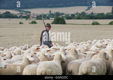 Luther, en Allemagne. Le 06 août, 2016. Berger maître Gerd Koessler tend un troupeau de moutons à la 25e journée des bergers de Thuringe en Allemagne, Luther, 06 août 2016. Lors de la journée de compétition, le champion de l'état dans 'tendance' moutons avec être décidé à partir de cinq participants. Ce genre de compétition professionnelle a été maintenue en Allemagne depuis plus de 100 ans. Photo : BODO SCHAKOW/dpa/Alamy Live News Banque D'Images