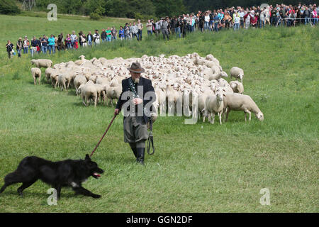 Luther, en Allemagne. Le 06 août, 2016. Christian Berger maître Frebel tend un troupeau de moutons à la 25e journée des bergers de Thuringe en Allemagne, Luther, 06 août 2016. Lors de la journée de compétition, le champion de l'état dans 'tendance' moutons avec être décidé à partir de cinq participants. Ce genre de compétition professionnelle a été maintenue en Allemagne depuis plus de 100 ans. Photo : BODO SCHAKOW/dpa/Alamy Live News Banque D'Images