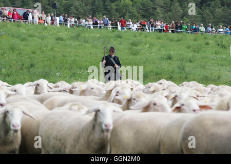 Luther, en Allemagne. Le 06 août, 2016. Christian Berger maître Frebel tend un troupeau de moutons à la 25e journée des bergers de Thuringe en Allemagne, Luther, 06 août 2016. Lors de la journée de compétition, le champion de l'état dans 'tendance' moutons avec être décidé à partir de cinq participants. Ce genre de compétition professionnelle a été maintenue en Allemagne depuis plus de 100 ans. Photo : BODO SCHAKOW/dpa/Alamy Live News Banque D'Images