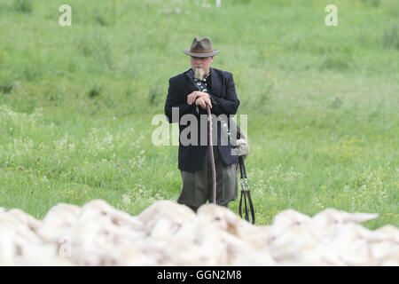 Luther, en Allemagne. Le 06 août, 2016. Christian Berger maître Frebel tend un troupeau de moutons à la 25e journée des bergers de Thuringe en Allemagne, Luther, 06 août 2016. Lors de la journée de compétition, le champion de l'état dans 'tendance' moutons avec être décidé à partir de cinq participants. Ce genre de compétition professionnelle a été maintenue en Allemagne depuis plus de 100 ans. Photo : BODO SCHAKOW/dpa/Alamy Live News Banque D'Images