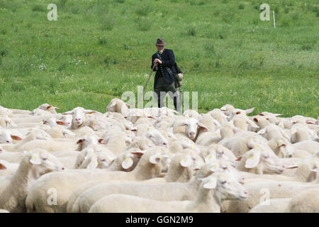 Luther, en Allemagne. Le 06 août, 2016. Christian Berger maître Frebel tend un troupeau de moutons à la 25e journée des bergers de Thuringe en Allemagne, Luther, 06 août 2016. Lors de la journée de compétition, le champion de l'état dans 'tendance' moutons avec être décidé à partir de cinq participants. Ce genre de compétition professionnelle a été maintenue en Allemagne depuis plus de 100 ans. Photo : BODO SCHAKOW/dpa/Alamy Live News Banque D'Images