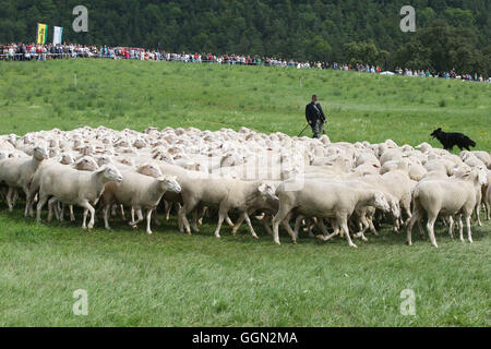 Luther, en Allemagne. Le 06 août, 2016. Christian Berger maître Frebel tend un troupeau de moutons à la 25e journée des bergers de Thuringe en Allemagne, Luther, 06 août 2016. Lors de la journée de compétition, le champion de l'état dans 'tendance' moutons avec être décidé à partir de cinq participants. Ce genre de compétition professionnelle a été maintenue en Allemagne depuis plus de 100 ans. Photo : BODO SCHAKOW/dpa/Alamy Live News Banque D'Images