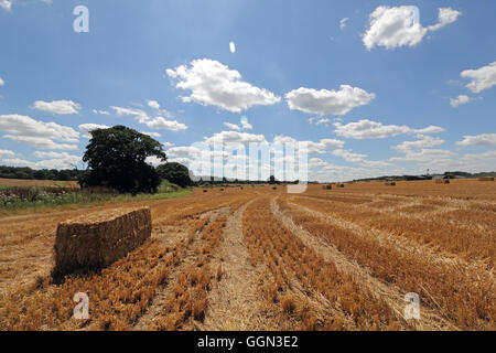 Chessington, Surrey, UK. 6 août 2016. Le foin pendant que le soleil brille à Chessington, Surrey, Angleterre. Une chaude journée avec un ciel bleu parfait pour rendre les conditions de récolte le blé et écoper le foin. Credit : Julia Gavin UK/Alamy Live News Banque D'Images