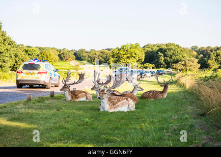 Richmond Park/Londres, Royaume-Uni, le 6 août, 2015. Deer Park Richmond dans le calme dans le soleil de l'après-midi malgré la congestion du trafic lourd, au Royaume-Uni. Credit : Toby Walker/Alamy Live News. Banque D'Images