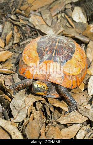 Fort Flowerback indochinois (Cuoro galbinifrons). Critique d'extinction. Banque D'Images