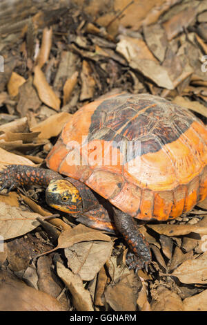 Fort Flowerback asiatique Cuora galbinifrons (tortue). Banque D'Images