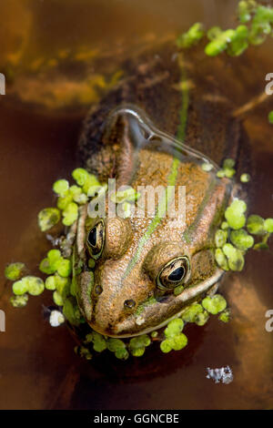 Frog Pelophylax lessonae (piscine). Banque D'Images