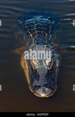 Les alligators sont communs le long des sentiers La Chua à PAYNES PRAIRIE PRESERVE STATE PARK - Gainesville, Floride Banque D'Images