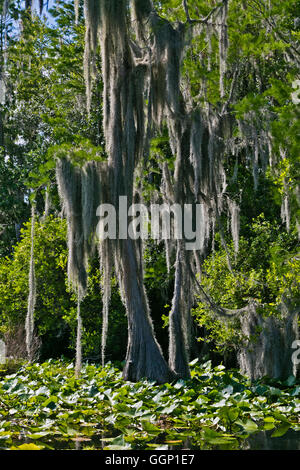 Le Marécage OKEFENOKEE National Wildlife Refuge peut se visiter en bateau sur la rivière Suwannee et ses ramifications - Floride Banque D'Images