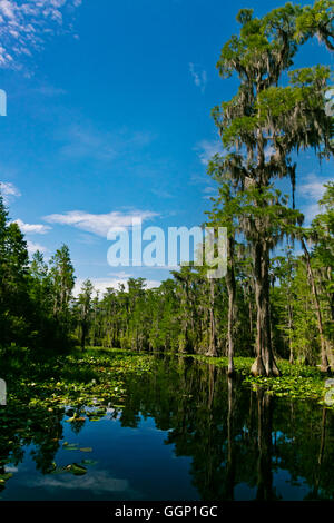 Le Marécage OKEFENOKEE National Wildlife Refuge peut se visiter en bateau sur la rivière Suwannee et ses ramifications - Floride Banque D'Images