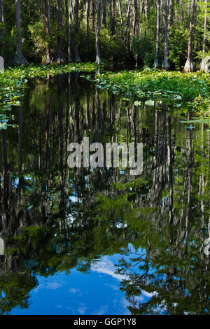 Res le marécage OKEFENOKEE National Wildlife Refuge peut se visiter en bateau sur la rivière Suwannee et ses ramifications - Floride Banque D'Images