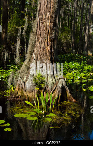 Le cyprès chauve des arbres dans le marécage OKEFENOKEE National Wildlife Refuge le long de la rivière Suwannee - Floride Banque D'Images