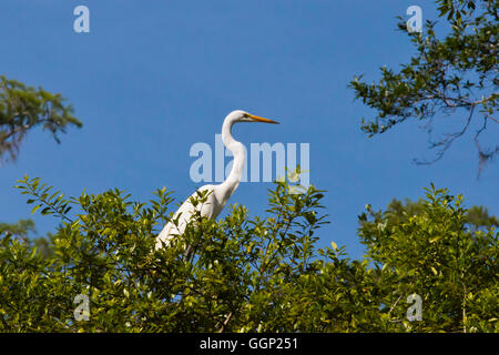 Grande Aigrette dans les marais OKEFENOKEE National Wildlife Refuge - Floride Banque D'Images