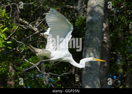 Grande Aigrette dans les marais OKEFENOKEE National Wildlife Refuge - Floride Banque D'Images