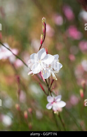 Gaura lindheimeri 'Siskiyou Pink' fleurs. Banque D'Images