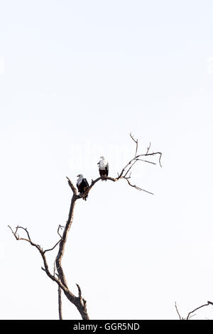 Deux d'Afrique des aigles pêcheurs perchés sur branche d'arbre, Exeter Private Game Reserve, Sabi Sands, Afrique du Sud Banque D'Images