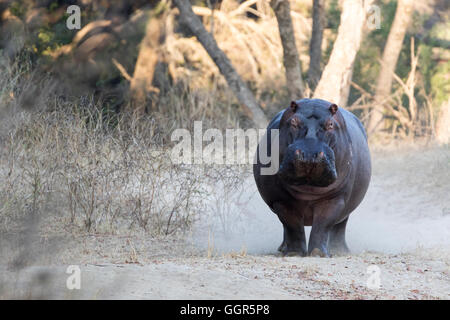 Balades sur le sentier à côté d'hippopotames de la rivière Sand, Exeter Private Game Reserve, Sabi Sands, Afrique du Sud Banque D'Images