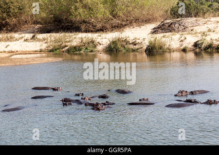 Hippopotames dans la rivière Sand, Exeter Private Game Reserve, Sabi Sands, Afrique du Sud Banque D'Images