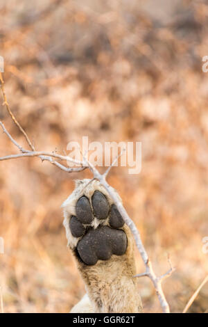Patte de l'un de l'Manjingilane lion mâle fierté, Exeter Private Game Reserve, Sabi Sands, Afrique du Sud Banque D'Images