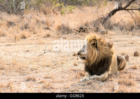Manjingilane lion mâle fierté, Exeter Private Game Reserve, Sabi Sands, Afrique du Sud Banque D'Images