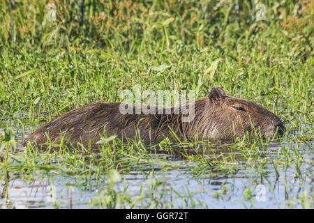 Le capybara est le plus gros rongeur du monde. Banque D'Images