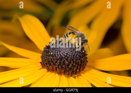 Bee assis sur fleur jaune en macro-vision Banque D'Images
