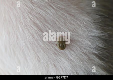 Grande tiques sur un chien dans le nettoyage,insectes vecteurs de maladies chez les animaux. Banque D'Images