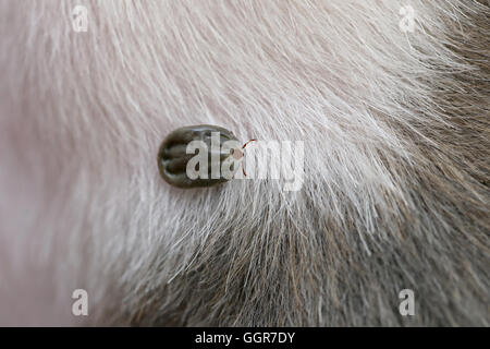 Grande tiques sur un chien dans le nettoyage,insectes vecteurs de maladies chez les animaux. Banque D'Images