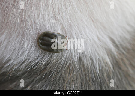 Grande tiques sur un chien dans le nettoyage,insectes vecteurs de maladies chez les animaux. Banque D'Images