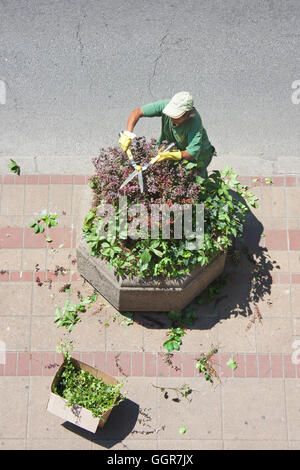 Le travailleur de verdure Belgrade est manuellement les buissons de fraisage dans le béton des jardinières sur le trottoir. Banque D'Images