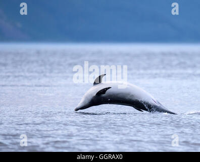 Grand dauphin (Tursiops truncatus) violer dans lumière du soir à Chanonry Point, Moray Firth, Écosse Banque D'Images