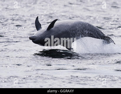 Grand dauphin (Tursiops truncatus) enfreindre à Chanonry Point, Moray Firth, Écosse Banque D'Images