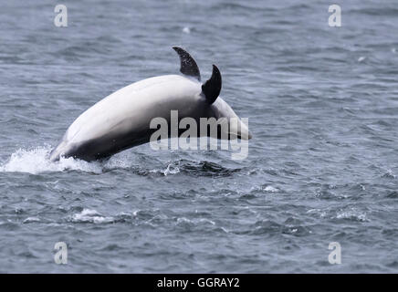 Grand dauphin (Tursiops truncatus) enfreindre à Chanonry Point, Moray Firth, Écosse Banque D'Images