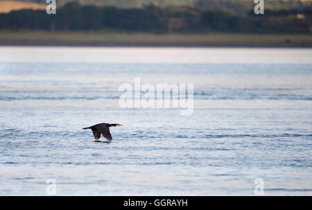 Cormoran (Phalacrocorax carbo) volant à basse altitude au-dessus le Moray Firth, Ecosse Banque D'Images