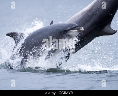 Deux grands dauphins (Tursiops truncatus) enfreindre à Chanonry Point, Moray Firth, Écosse Banque D'Images