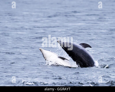 Deux grands dauphins (Tursiops truncatus) dans une moitié paresseux à Chanonry Point, violation de Moray, en Écosse Banque D'Images