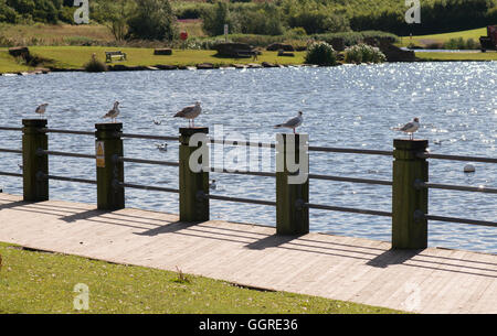 Une rangée de mouettes perchées sur les poteaux de clôture, Herrington Country Park, Sunderland, Tyne et Wear, Angleterre Banque D'Images