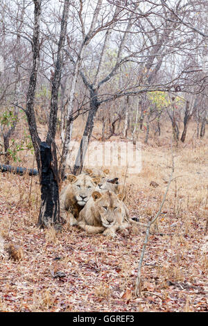 Trois sous-lions adultes dans la pluie à Exeter Private Game Reserve, Sabi Sands, Afrique du Sud Banque D'Images