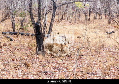 Trois sous-lions adultes dans la pluie à Exeter Private Game Reserve, Sabi Sands, Afrique du Sud Banque D'Images