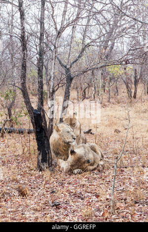 Trois sous-lions adultes dans la pluie à Exeter Private Game Reserve, Sabi Sands, Afrique du Sud Banque D'Images