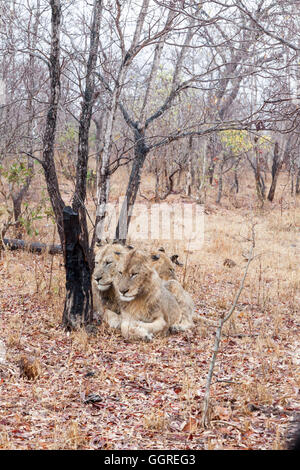 Deux sous-lions adultes dans la pluie Exeter Private Game Reserve, Sabi Sands, Afrique du Sud Banque D'Images