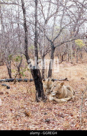 Deux sous-lions adultes dans la pluie à Exeter Private Game Reserve, Sabi Sands, Afrique du Sud Banque D'Images