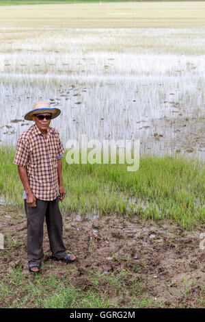 Personnes âgées le riz thaïlandais agriculteur en champ de riz Banque D'Images