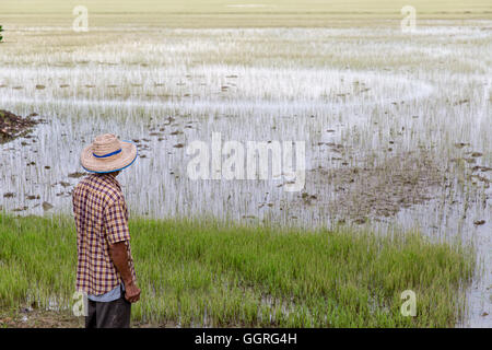 Personnes âgées le riz thaïlandais agriculteur en champ de riz Banque D'Images